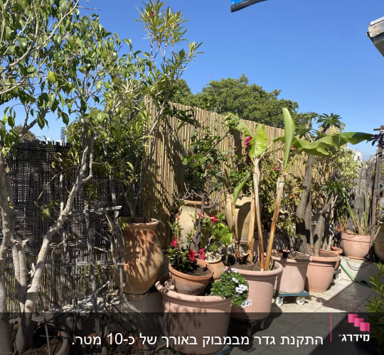 עציצים עם צמחים שונים על מרפסת עם גדר במבוק